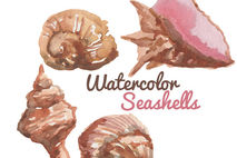 Watercolor shells Clip art Clipart beach clip art summer sea cli