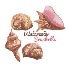 Watercolor shells Clip art Clipart beach clip art summer sea cli