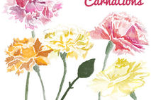 Watercolor Carnation Flower Clip Art for Scrapbooking Instant Do