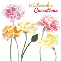Watercolor Carnation Flower Clip Art for Scrapbooking Instant Do