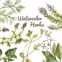 Watercolor Herb Plant Flower Clip Art for Scrapbooking Instant S