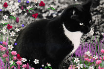 Digital Collage - Freckles in Flowers II - Art Card, ACEO