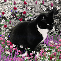 Digital Collage - Freckles in Flowers II - Art Card, ACEO