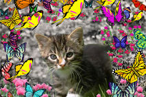 Emma in Butterflies - ACEO Edition, Tabby Kitten Art Card