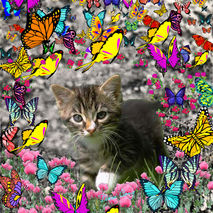 Emma in Butterflies - ACEO Edition, Tabby Kitten Art Card