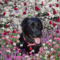 Abby in Flowers - Black Lab ACEO Edition