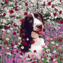 Lady in Flowers - Brittany Spaniel - Art Card, ACEO