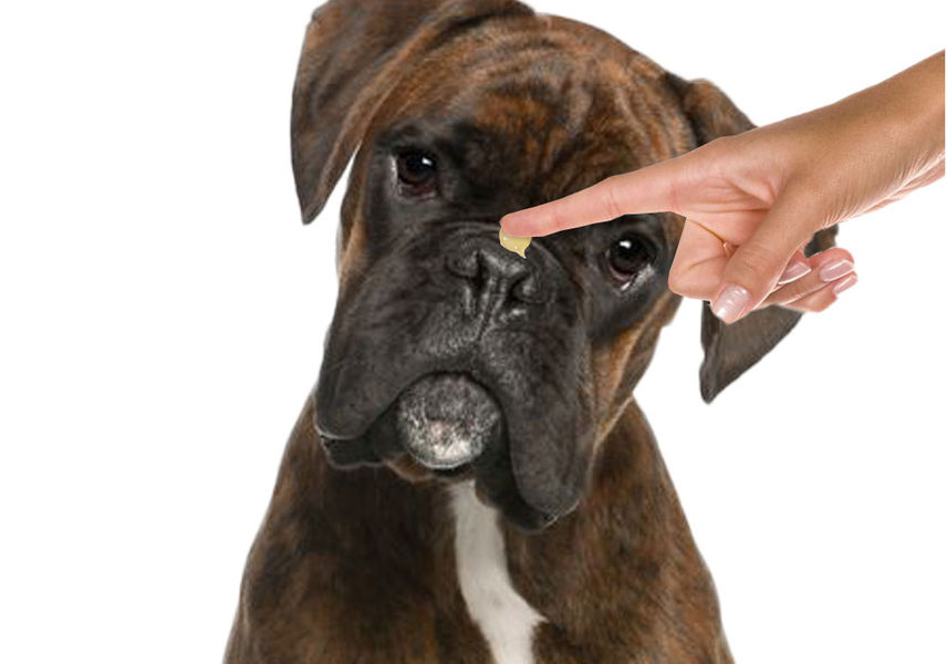 Boxer Little Sniff Dog Gift Pack .50 oz Slider Tin Nose Butter The