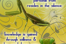 PRAYING MANTIS: Unique Blank Greeting Card