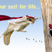 Funny Flying Squirrel Thinking Of You Card: Amazing You