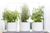 U-Herb Indoor Garden
